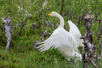 Obraz premium Whooper swan (Cygnus cygnus)
