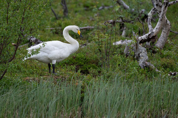 Whooper swan (Cygnus cygnus)