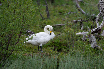 Whooper swan (Cygnus cygnus)
