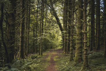 path in the galloway forest