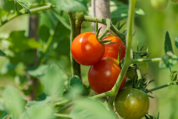 自家栽培のプチトマト