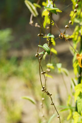 自然薯の実ムカゴ