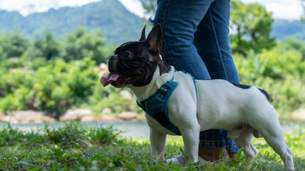 Cute black and white French bulldog standing by woman at river on sunny day.