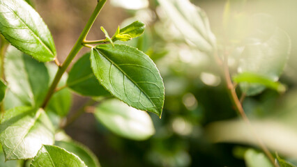 Hojas verdes en arbusto silvestre © Darío Peña