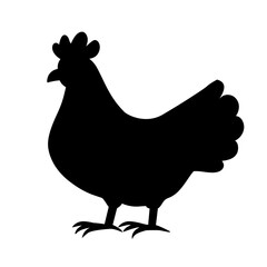 Hen black isolated on white background.