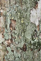 Texture of a tree bark