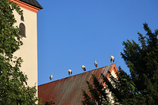 Wei&szlig;storch, Sorch, Oettingen in Bay.