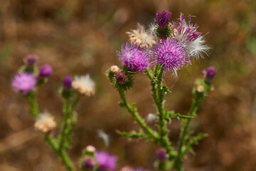 
Blüten der Acker-Kratzdistel (Cirsium arvense)	