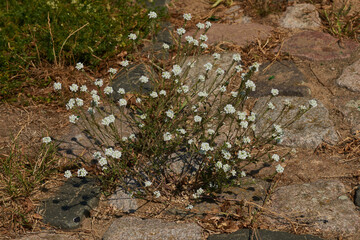 Graukresse (Berteroa incana)