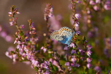 Kleiner Silberfleckbläuling (Plebejus argus) Männchen	