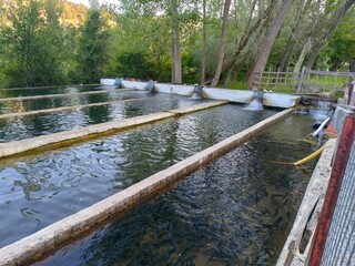 Vintage ponds at a traditional trout farm