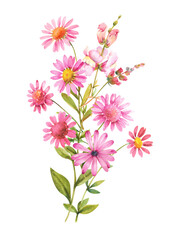 Watercolor flowers. Bouquet of pink chrysanthemums