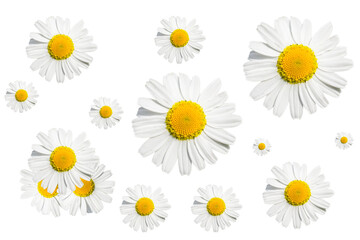Seamless pattern with chamomile flowers on white background. Daisy or chamomile background.