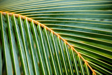 lush green tropical vegetation background