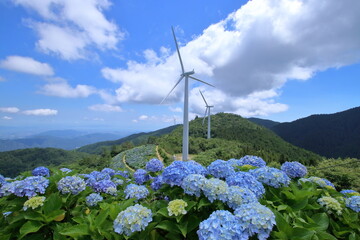 大川原高原　青い紫陽花と風車　（徳島県　佐那河内村）