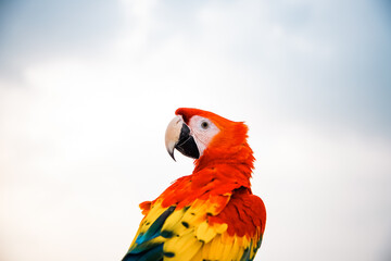 parrot / Macaw Close Up portrait