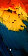 close up of Scarlet macaw bird's feather