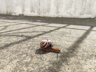 snail on the road © vladfire