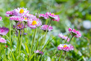 Colorful flowers of Bellis close up photo with selective focus © evannovostro