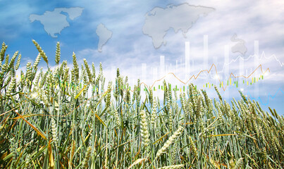 field of wheat. Rising Global grain and wheat and Flour prices crisis. Analytics data and growth graphs. Business candle stick graph chart. Green wheat field with blue sky close-up in summer 