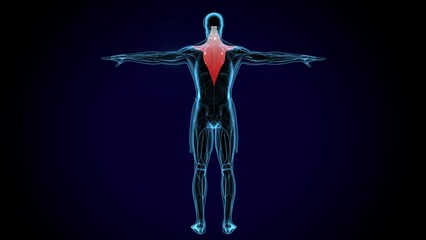 Obraz premium Trapezius Muscle anatomy . 3D illustration 