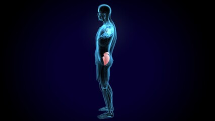 human gluteus maximus muscle anatomy system. 3d illustration
