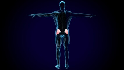 human gluteus maximus muscle anatomy system. 3d illustration