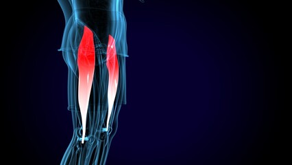 male human tibialis anterior muscle anatomy system. 3d illustration