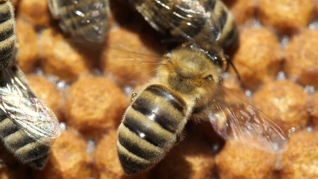 Bee cool and ventilate their home.
Bees flap directs the flow of air in your home.
