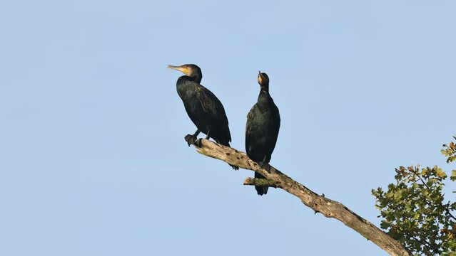 Great cormorant (Phalacrocorax carbo), Germany, Europe