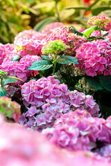 Flowers, Nature, close up, macro - Hydrangea