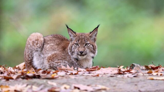 Eurasian lynx (Lynx lynx), Germany, Europe