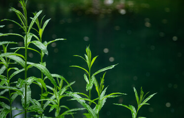 Greenery over the lake. Copy space and bokeh. Estragon cultivation. Atractylodes thai herbs against river sun beams.