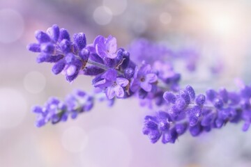 Macrophotography of Lavender flower in the garden.