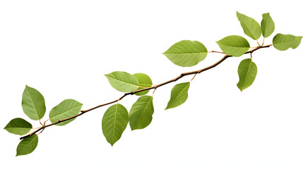 Naklejka na ściany i meble Branch with leaves isolated on white background