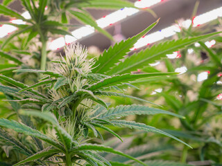 Close-up of lush green leaves in a thriving marijuana cultivation in an indoor cannabis farm.