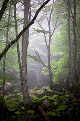 Forêt brume brouillard arbre