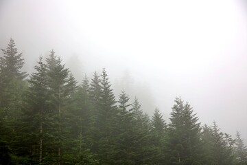 Forêt arbre brume montagne - vraie photo