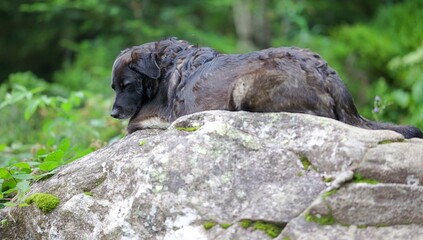 Un chien noir qui dort sur un caillou en montagne © mathisprod