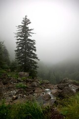 Arbre brume montagne brouillard nuage Ariège
