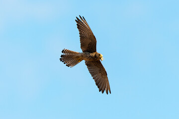 Obraz premium Faucon crécerellette,.Falco naumanni, Lesser Kestrel