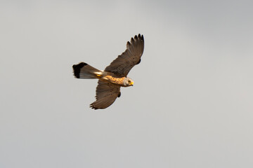 Faucon crécerellette,.Falco naumanni, Lesser Kestrel