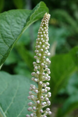 raisin d'amerique, Phytolacca decandra