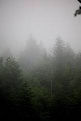 Forêt arbre brume brouillard nuage nature montagne