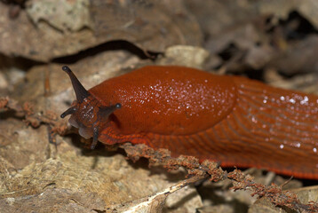 Limace rouge; arion rufus