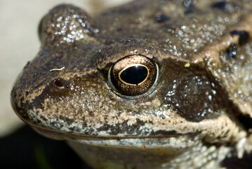 Grenouille rousse; rana temporamia