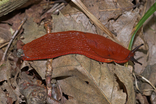 Limace rouge; arion rufus