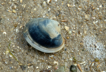 Palourde; ruditapes decussatus