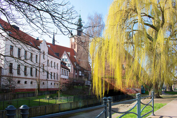 Old gothic building with red roof, white walls and tower and trees with yellow leaves in the foreground. Poland, Gdansk, April 2023