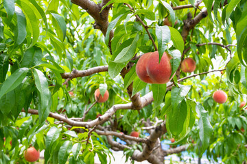 山梨県笛吹市　桃農園